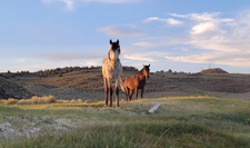 USA-California-Wild Mustangs - A Living Legacy